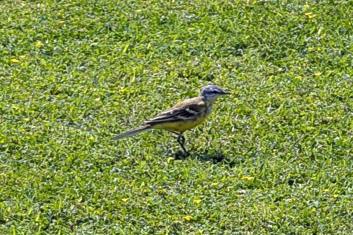 Өрнийн шар цэгцгий - ML633146461