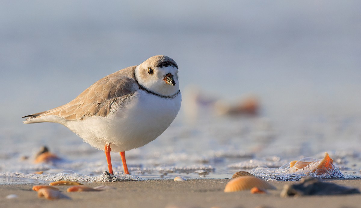 Piping Plover - ML633146464