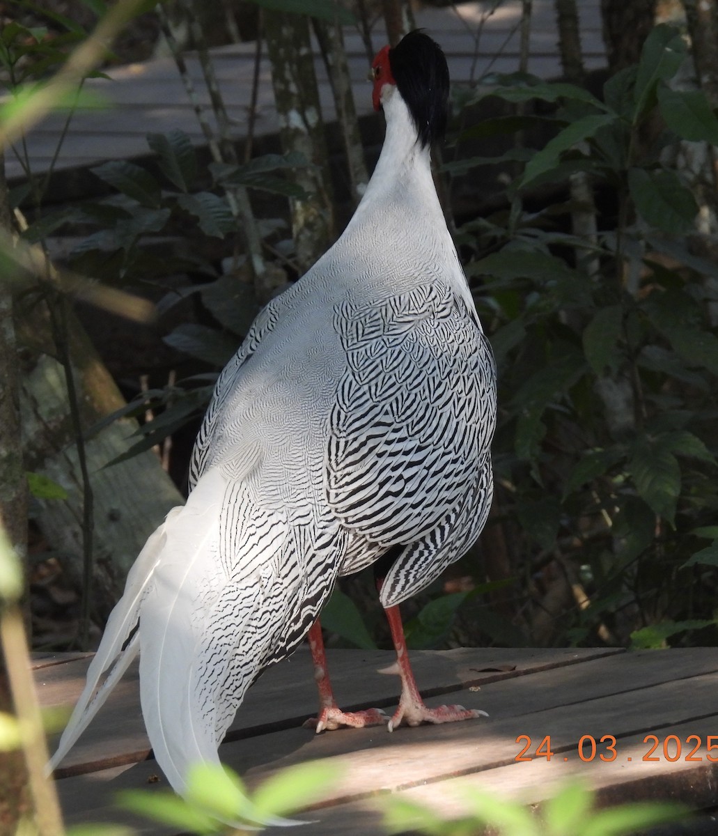 Silver Pheasant - ML633146524
