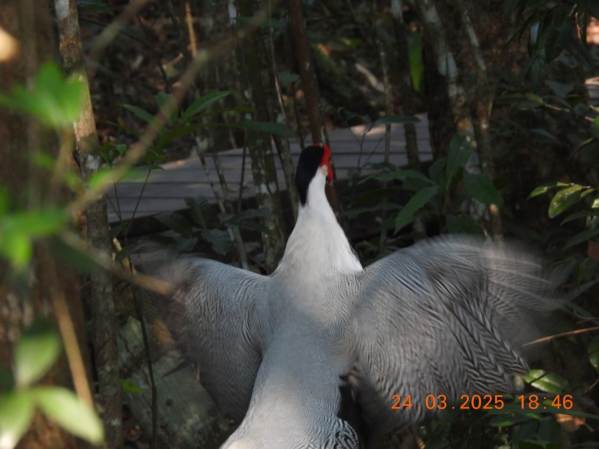 Silver Pheasant - ML633146525