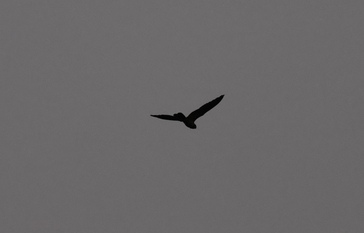 Great Eared-Nightjar - ML633146587