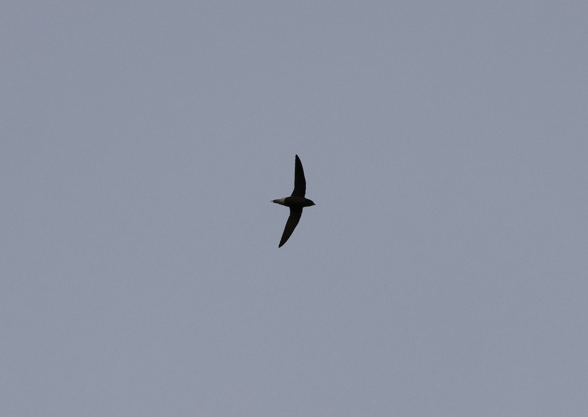 Brown-backed Needletail - ML633146615