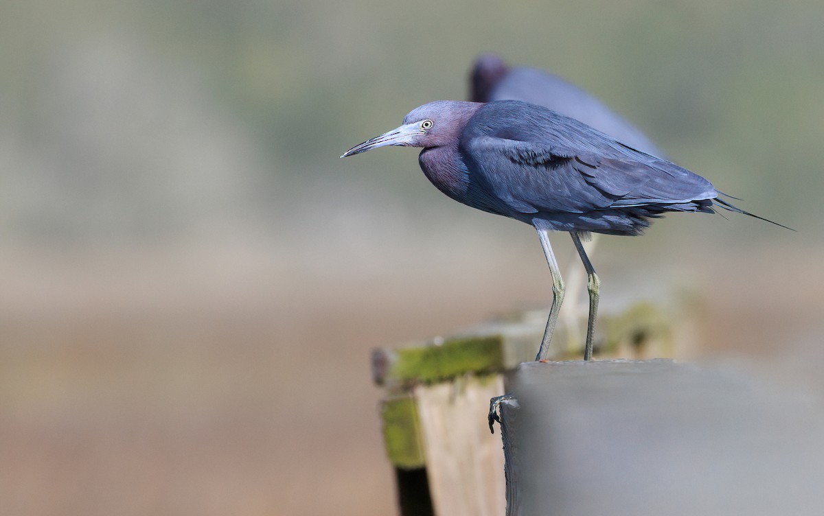 Little Blue Heron - ML633146626