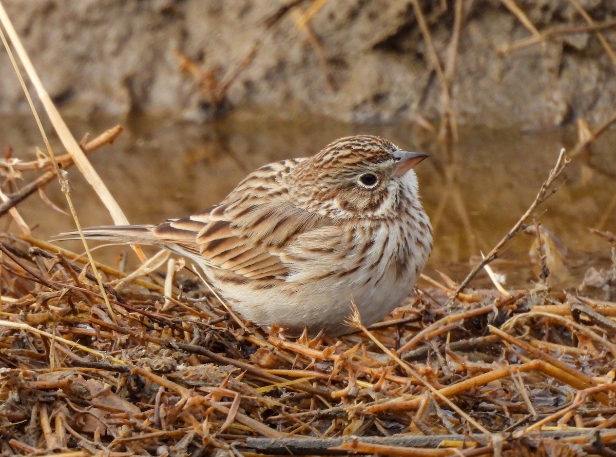 Vesper Sparrow - James Earles