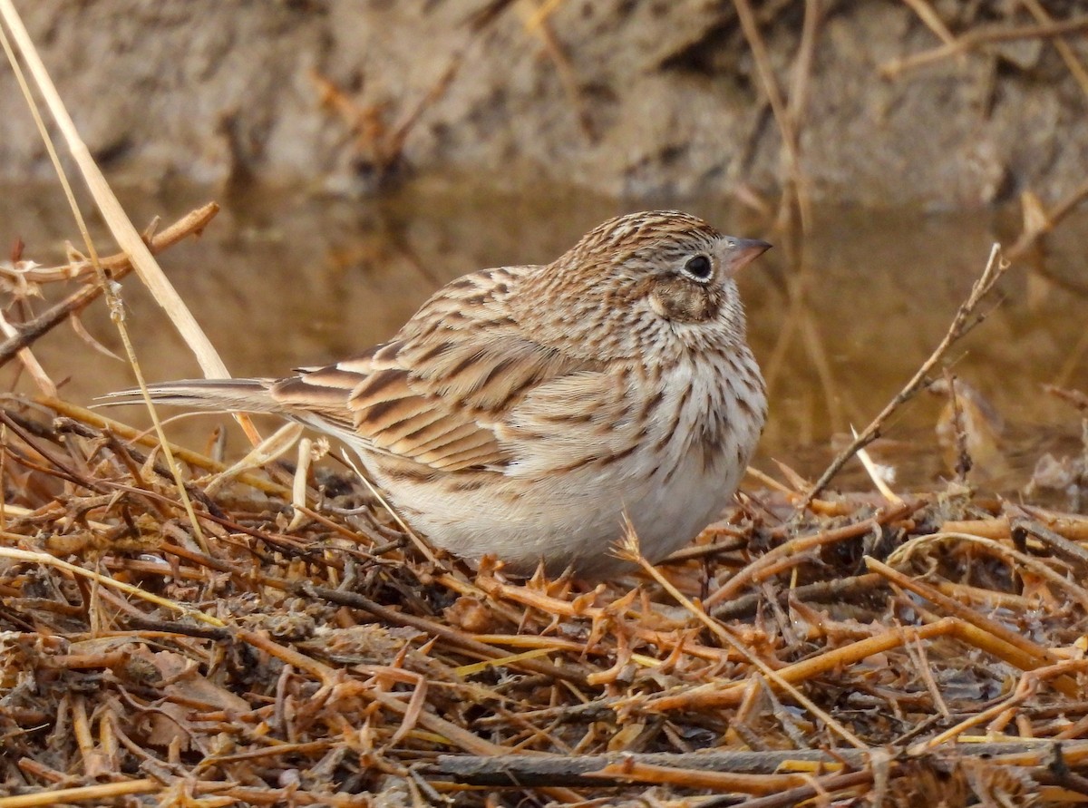 Vesper Sparrow - James Earles