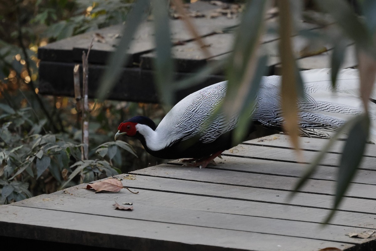 Silver Pheasant - ML633146971