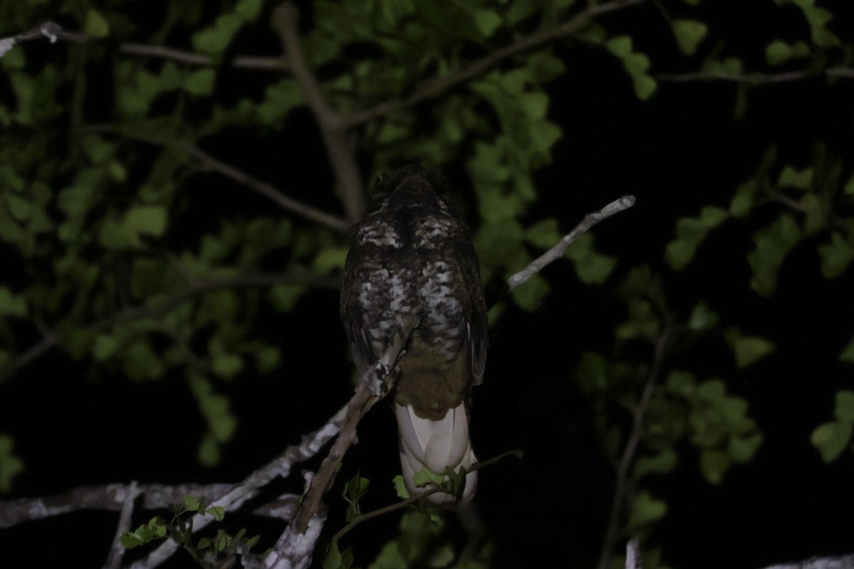 Yucatan Nightjar - ML633147057