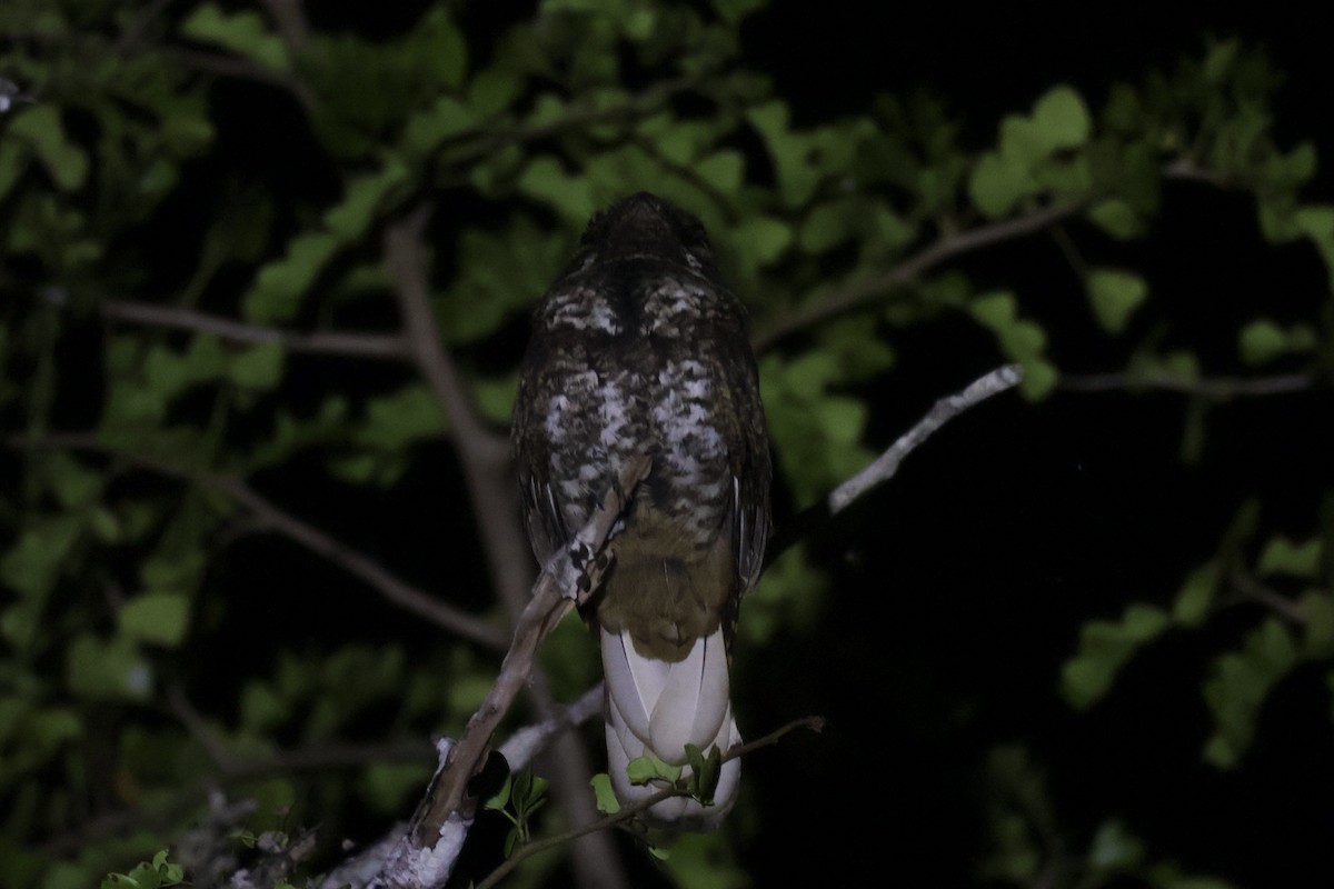 Yucatan Nightjar - ML633147058