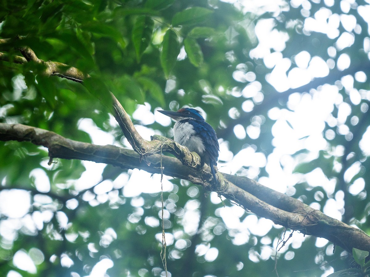 Rufous-lored Kingfisher - ML633147088