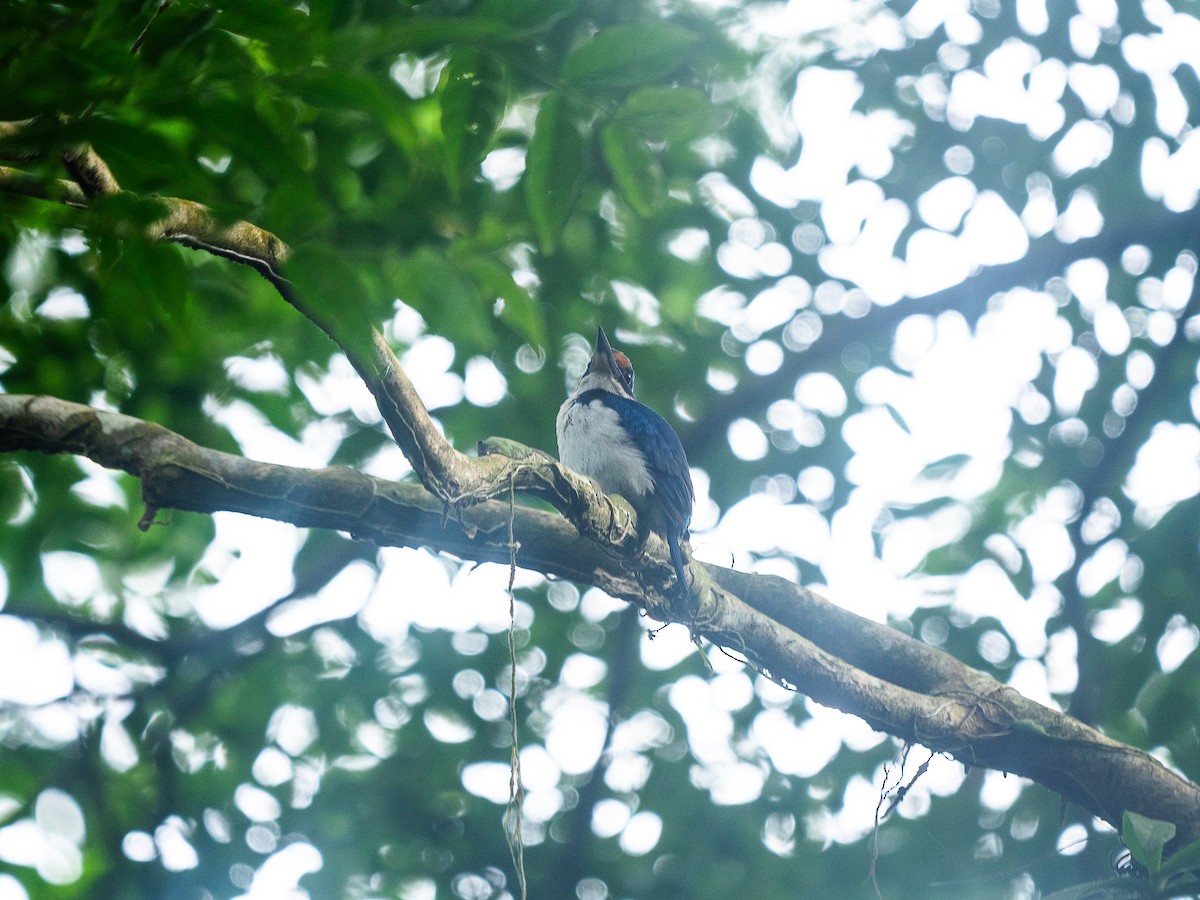 Rufous-lored Kingfisher - ML633147089