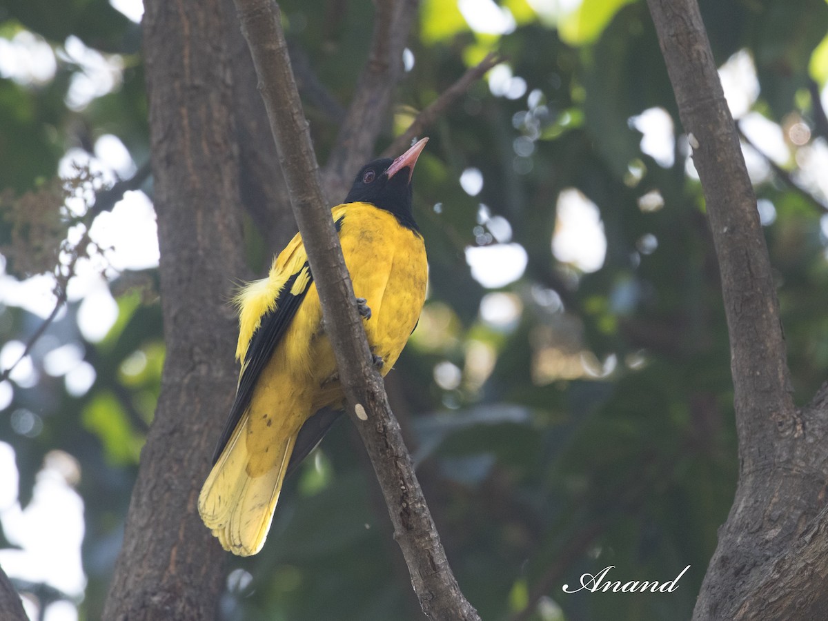 Black-hooded Oriole - ML633147198