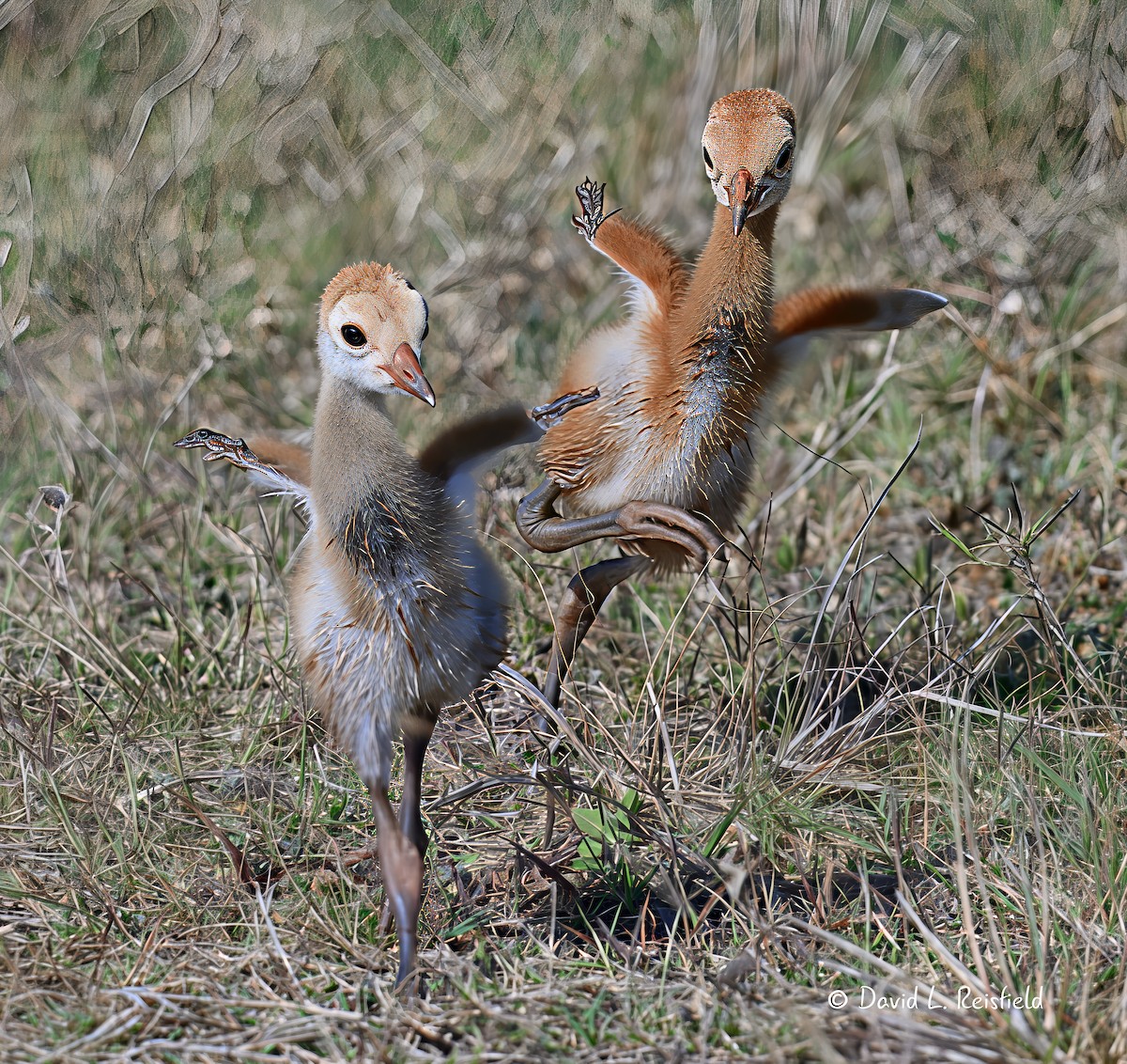 沙丘鶴 - ML633147488