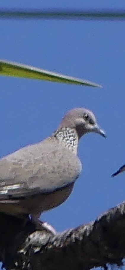 カノコバト - ML633147536