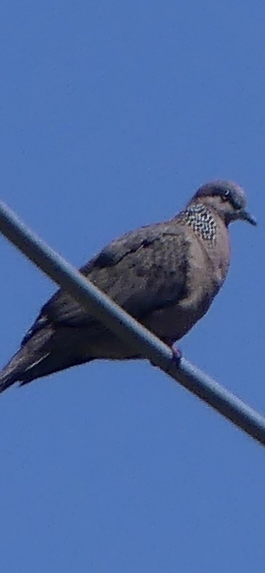 カノコバト - ML633147537