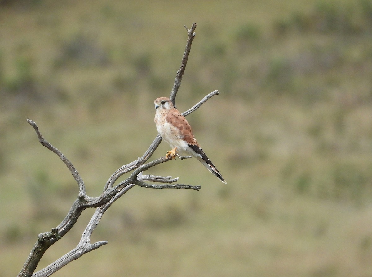 Nankeen Kestrel - ML633147661