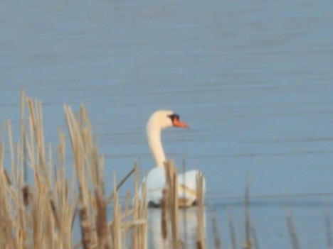 Höckerschwan - ML633147848