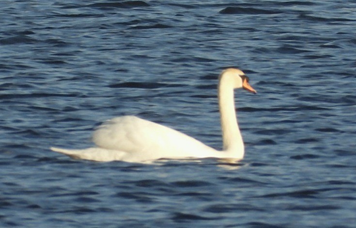 Höckerschwan - ML633147853