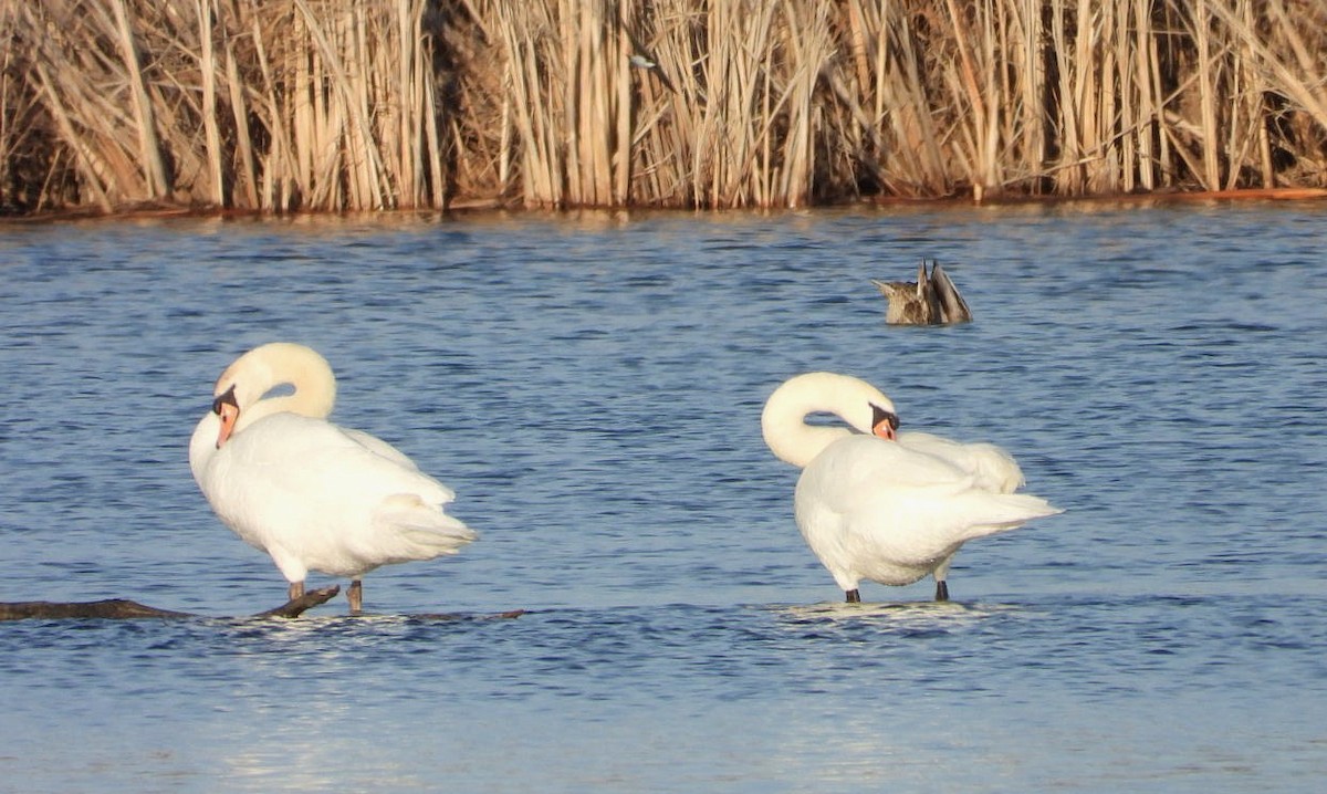Höckerschwan - ML633147859