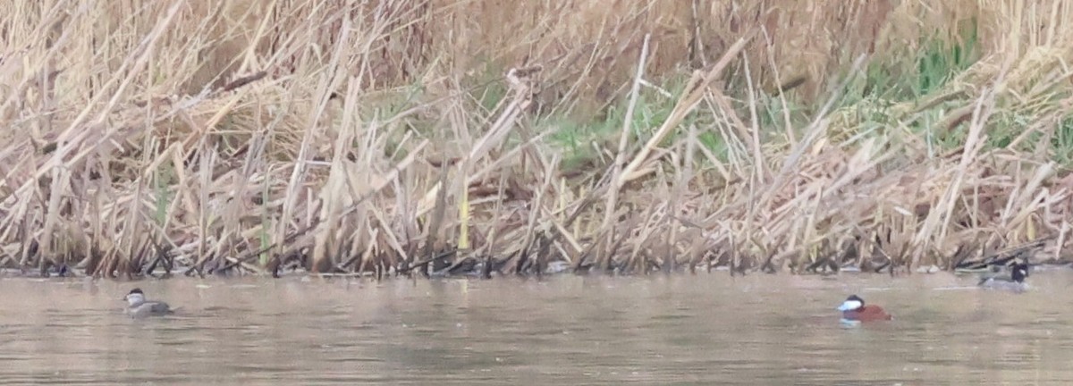 Ruddy Duck - ML633147884