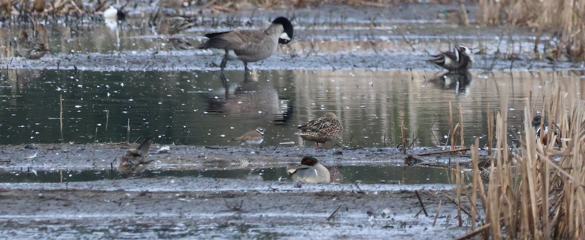 Killdeer - ML633147897