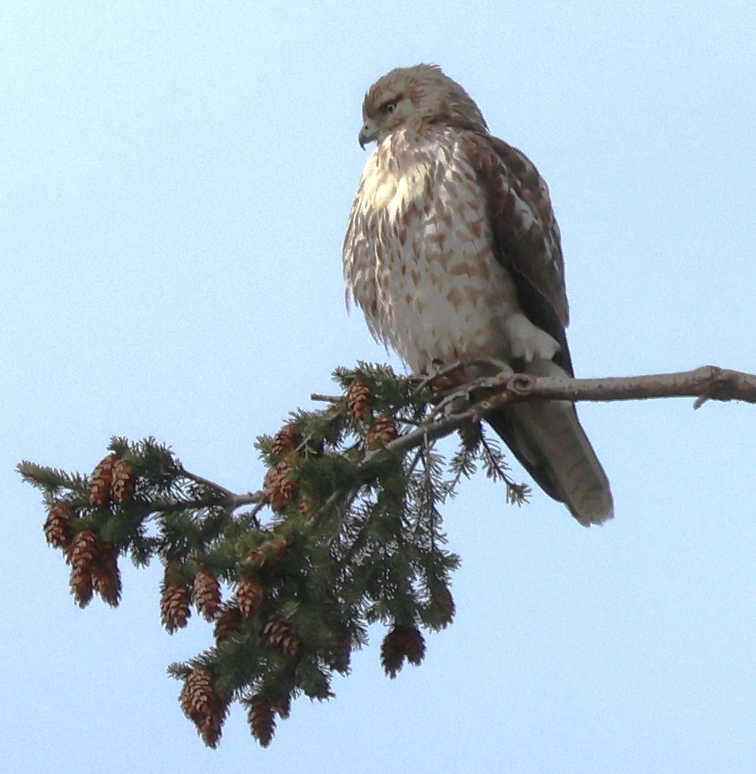 Cooper's Hawk - ML633147920