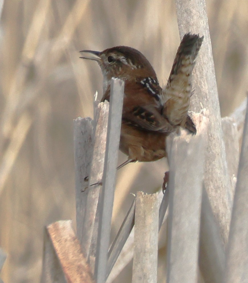 Marsh Wren - ML633147951