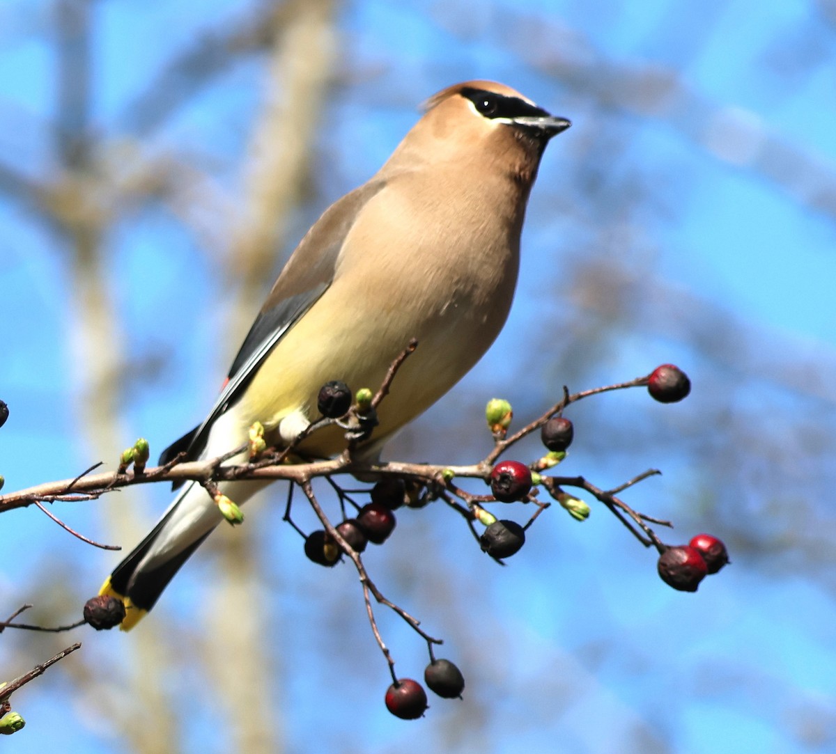Cedar Waxwing - ML633147971