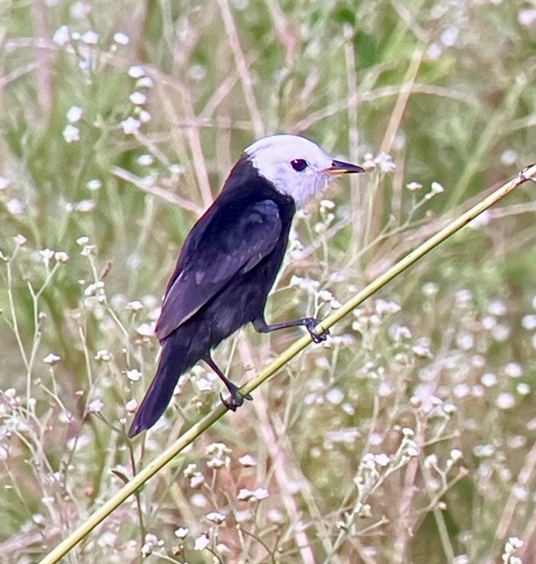 White-headed Marsh Tyrant - ML633148190