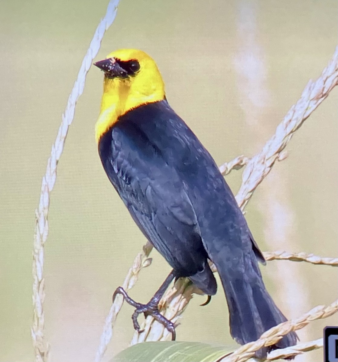 Yellow-hooded Blackbird - ML633148232