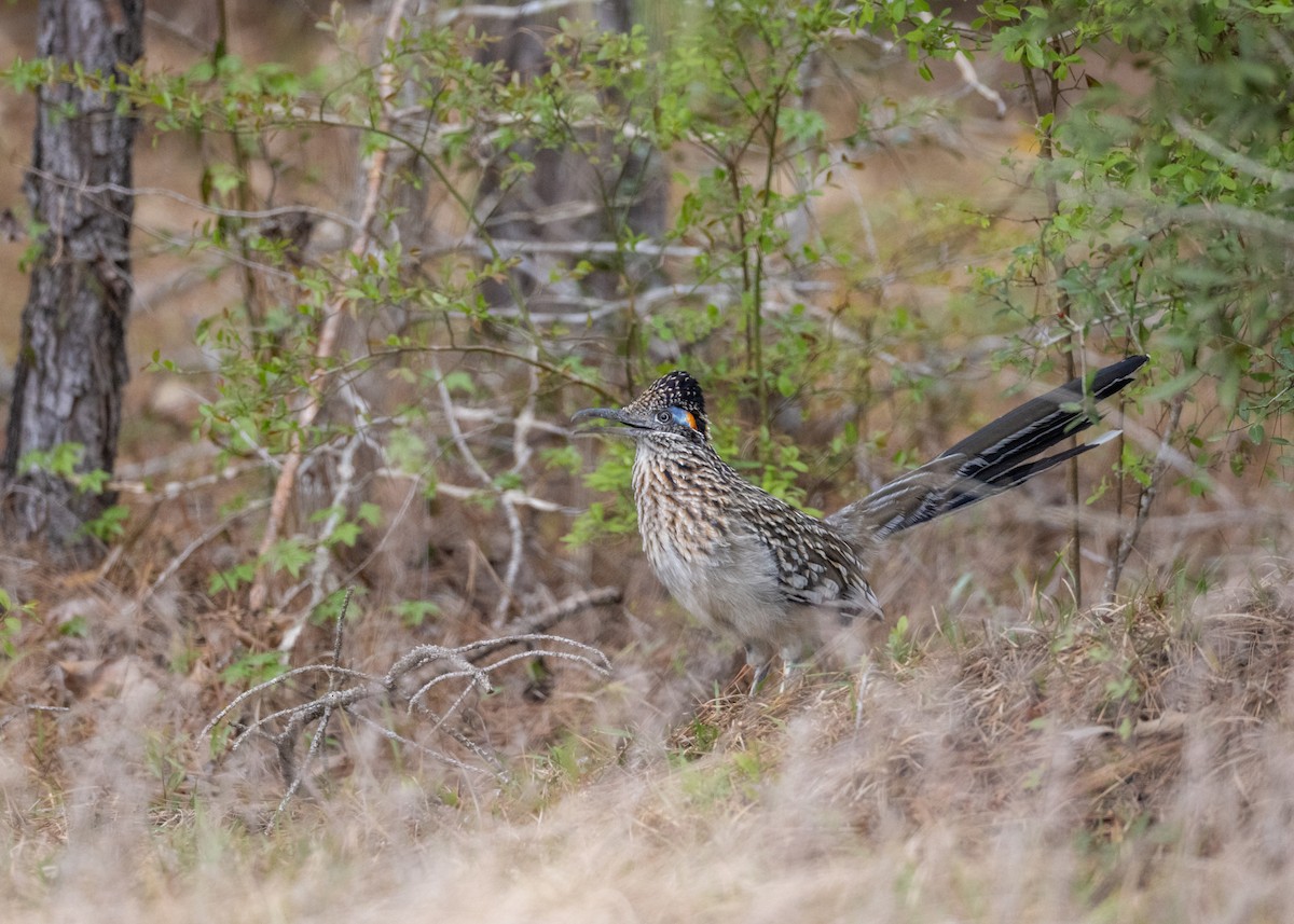 Greater Roadrunner - ML633148716