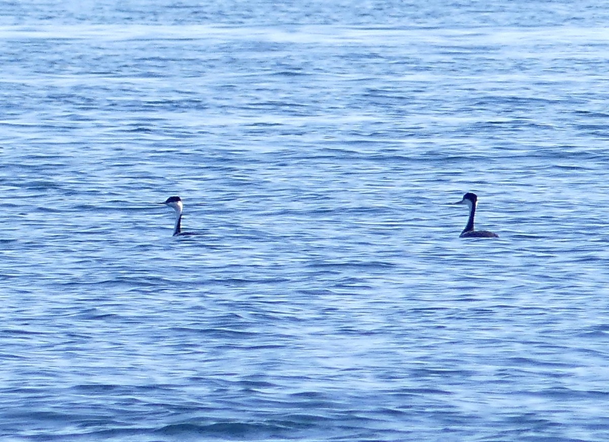 Western Grebe - ML633148725