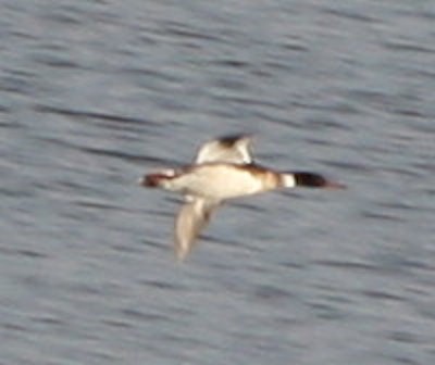Red-breasted Merganser - ML633148736