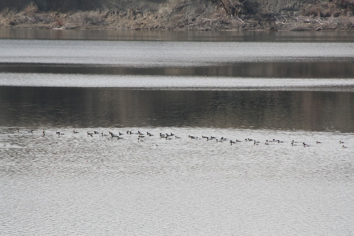 Red-breasted Merganser - ML633148737