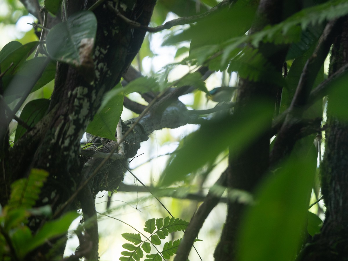 Metallic-winged Sunbird - ML633148805