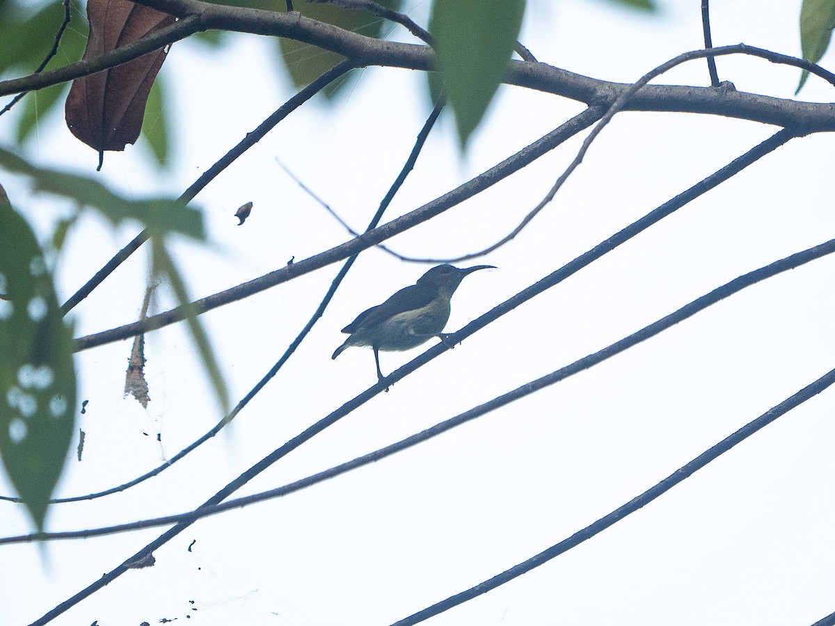 Gray-throated Sunbird - ML633148842