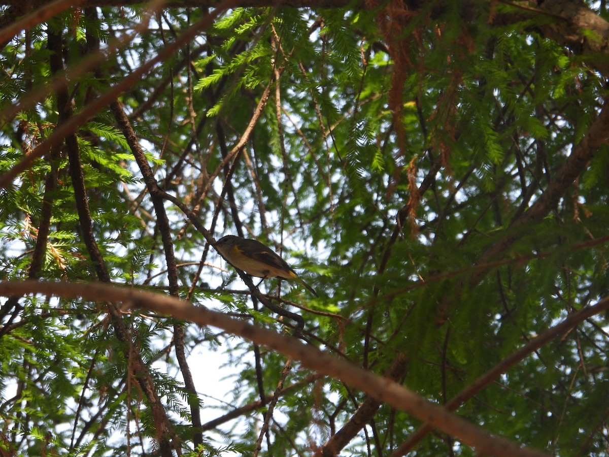 American Redstart - Juan Ramírez