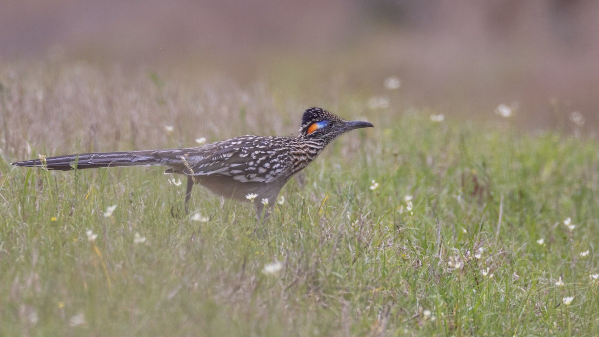 Greater Roadrunner - ML633148869
