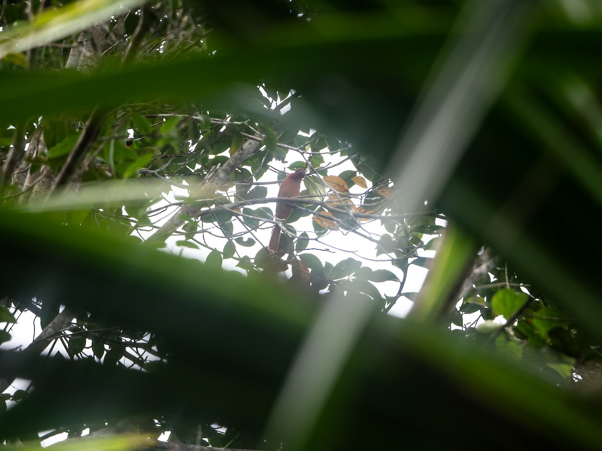 Rufous Paradise-Flycatcher (Southern) - ML633148899