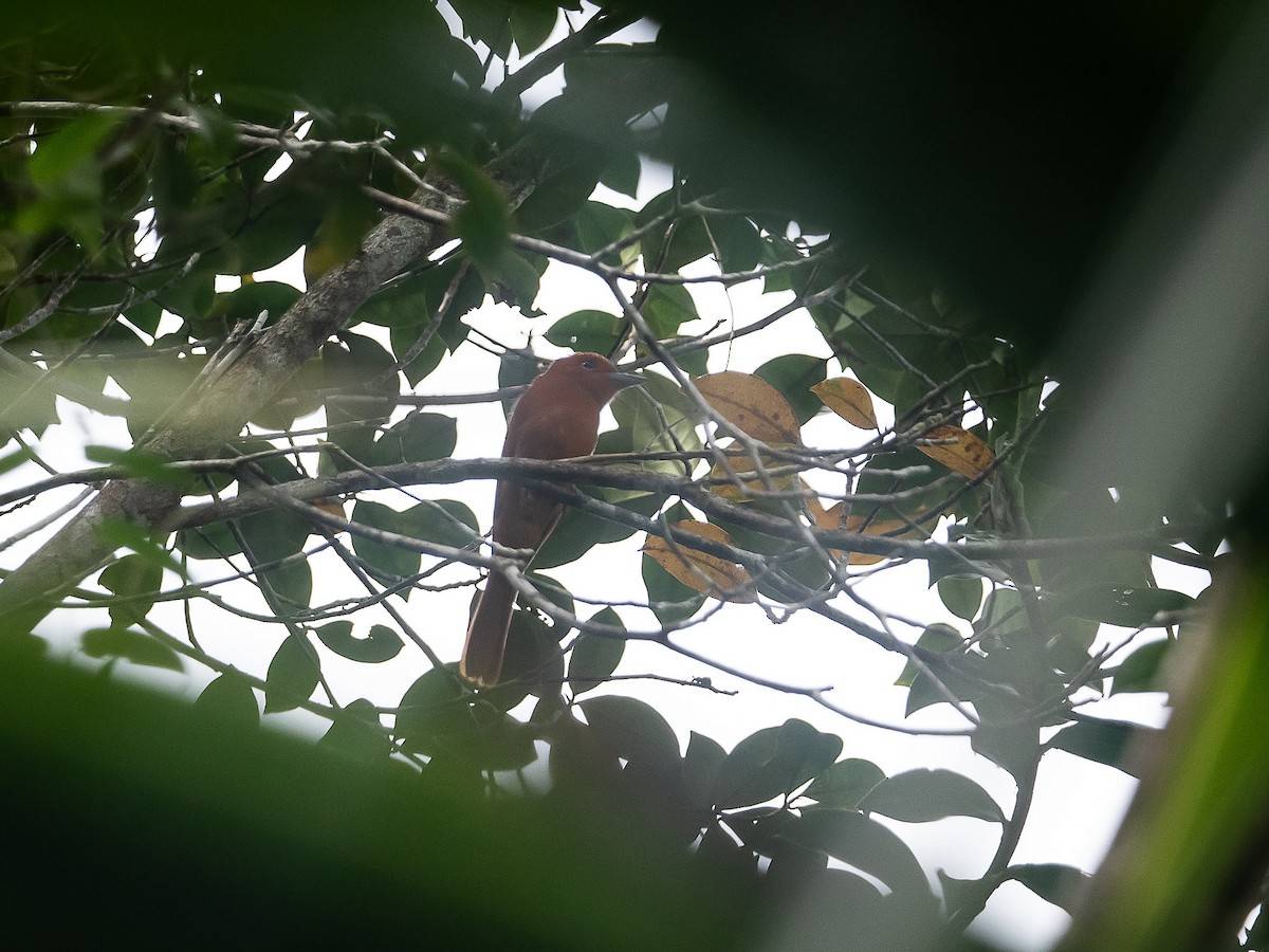 Rufous Paradise-Flycatcher (Southern) - ML633148900