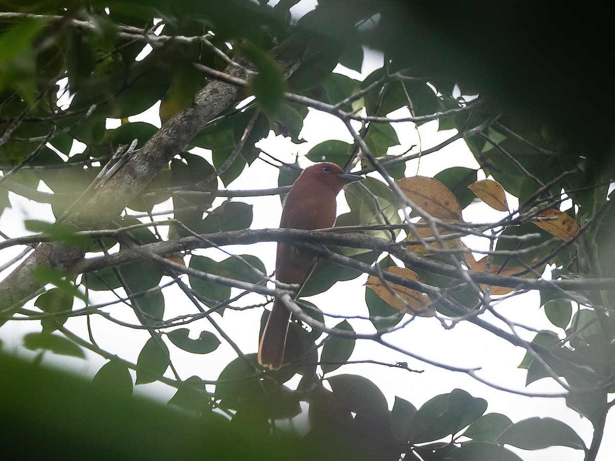 Rufous Paradise-Flycatcher (Southern) - ML633148901