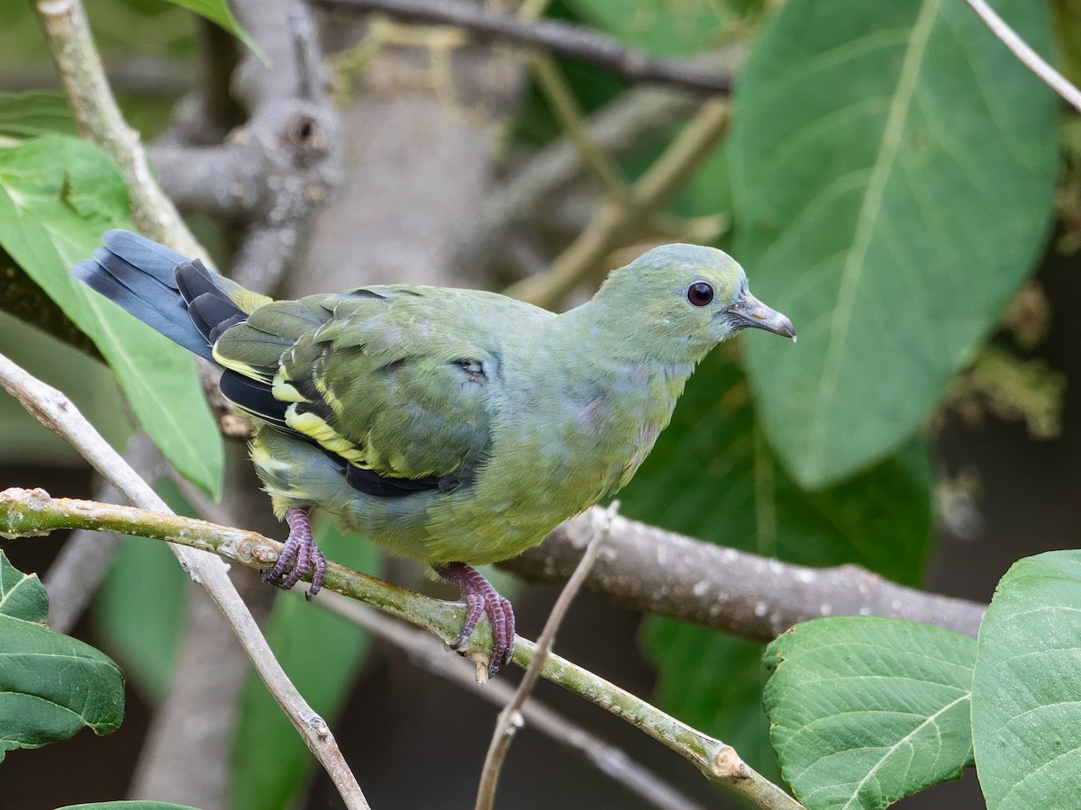 Pink-necked Green-Pigeon - ML633148902