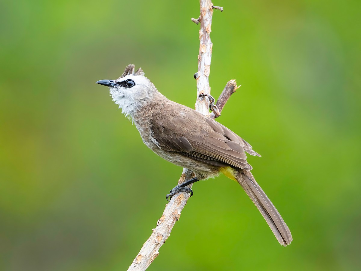 Yellow-vented Bulbul (Sunda) - ML633148916