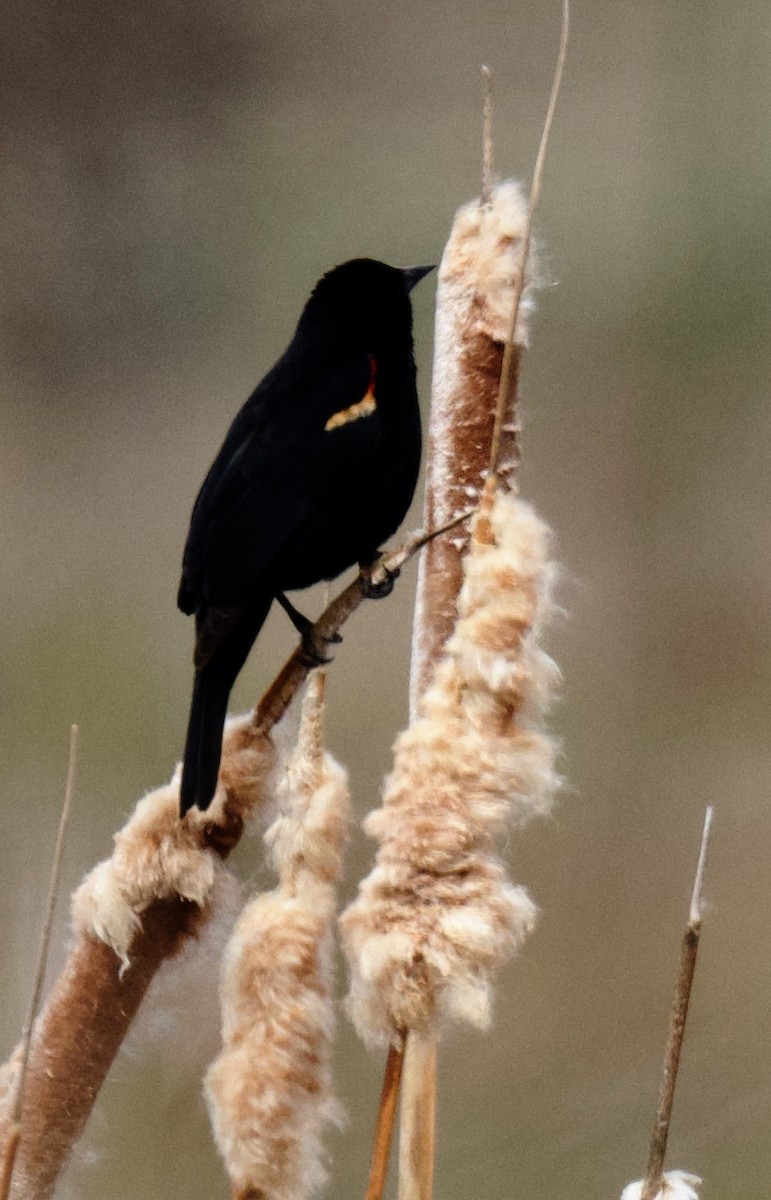 Red-winged Blackbird - ML633148951