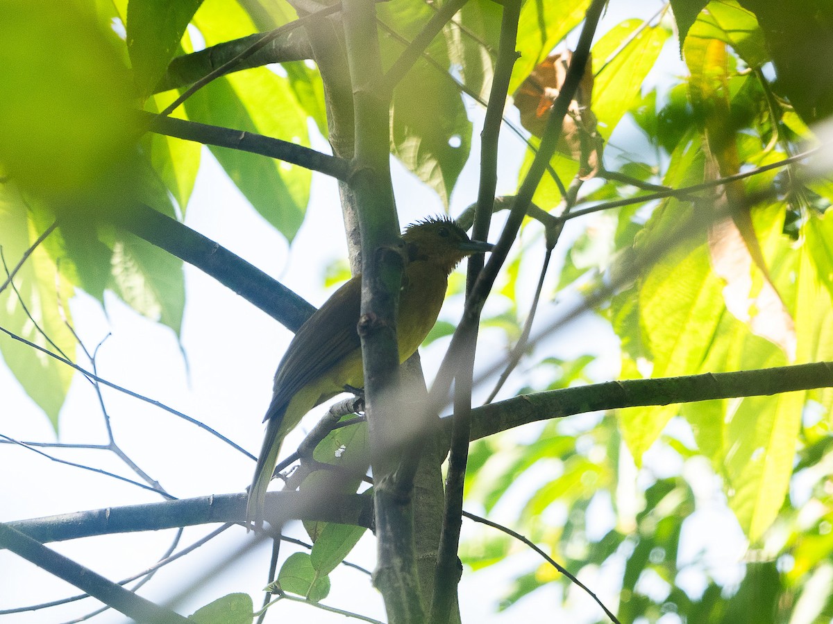 Yellowish Bulbul - ML633148956