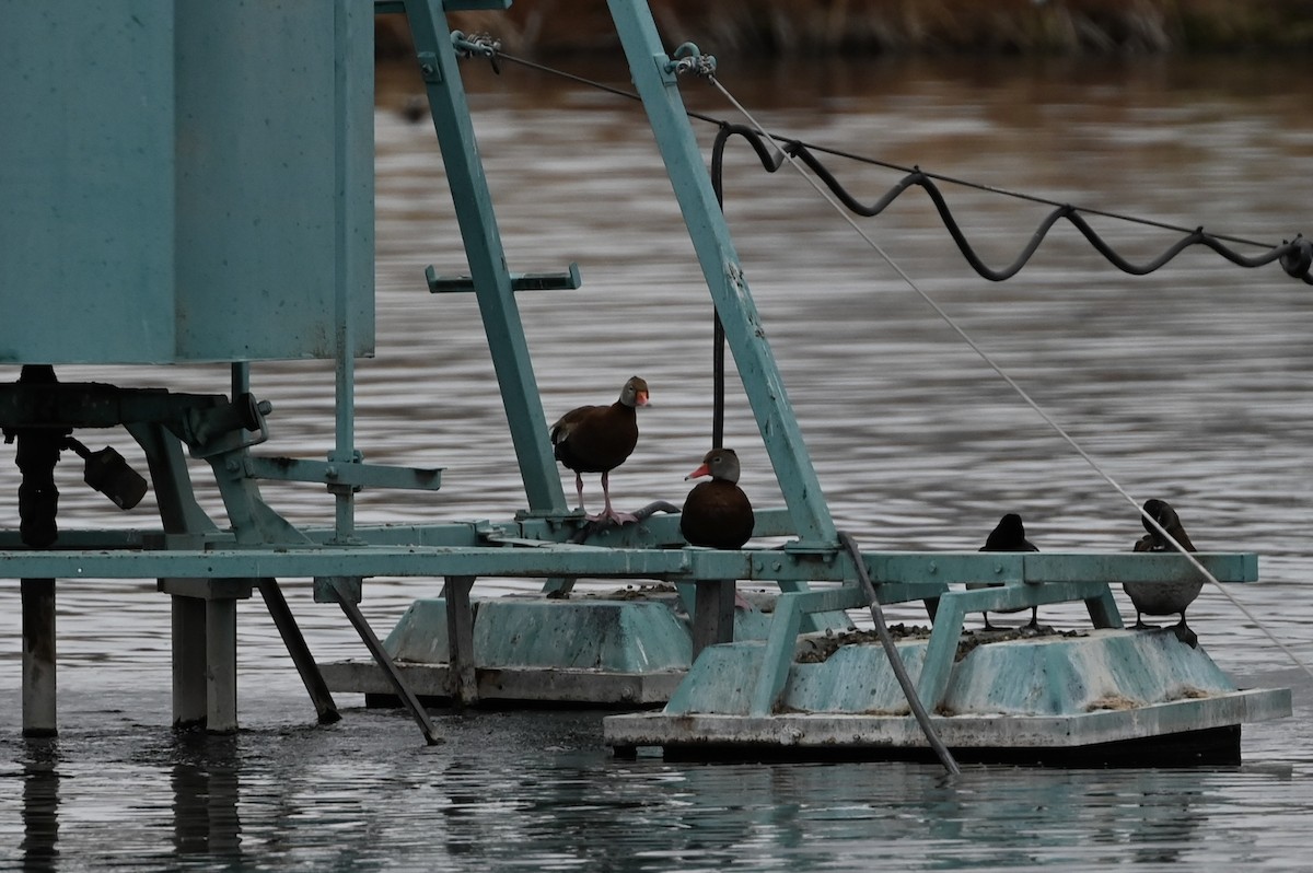 Black-bellied Whistling-Duck - ML633148981