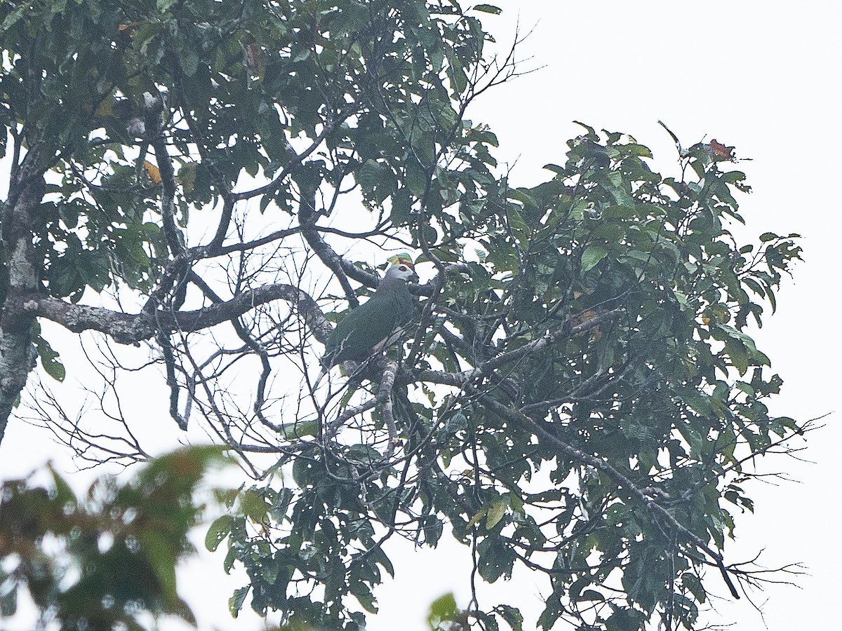 Pink-bellied Imperial-Pigeon - ML633149306