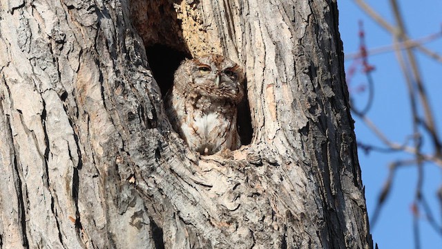 Eastern Screech-Owl - ML633149345