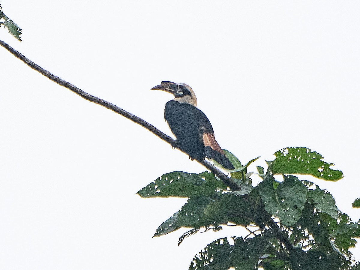 Mindanao Hornbill - ML633149394