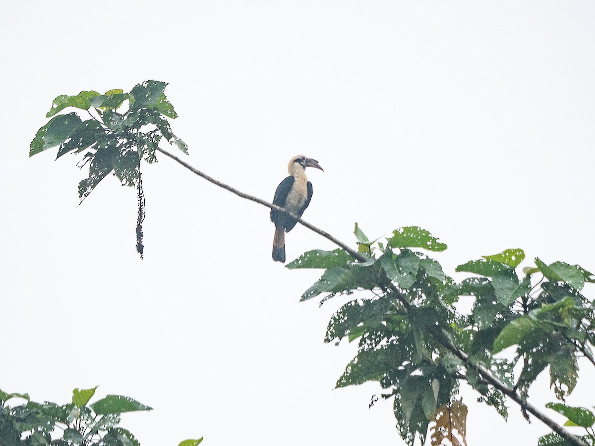Mindanao Hornbill - ML633149395