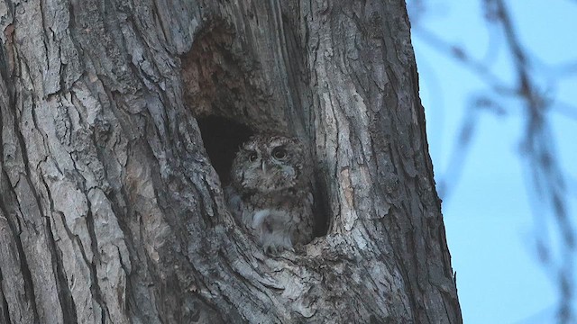 Eastern Screech-Owl - ML633149558